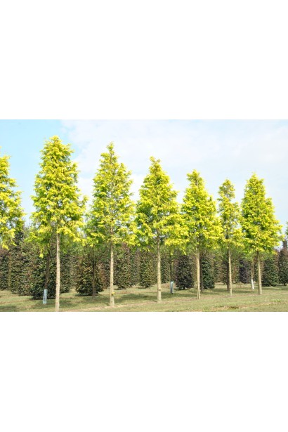 Молоді дерева метасеквої гліптостробусової Голд Раш в садовому центрі